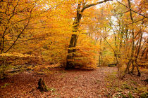 Herbstwald von Karin Stein