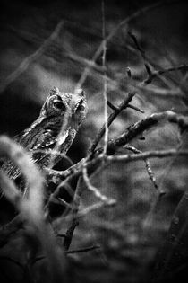 'Baby Owl' von Arianna Biasini