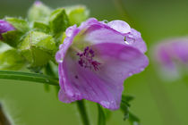 Regentropfen an der Blüte der Moschus-Malve by Ronald Nickel