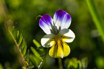 Eine der buntesten Blüten überhaupt, das Wilde Stiefmütterchen by Ronald Nickel