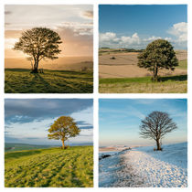 The Nowhere Tree - Four Seasons von Malc McHugh