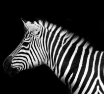 Zebra by la-mola-lighthouse