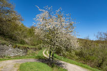 Blühender Kirschbaum von Ronald Nickel