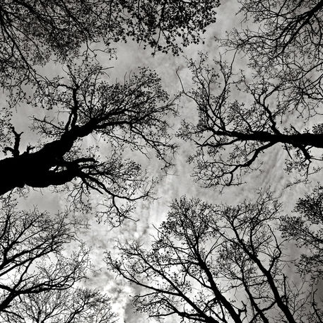 Meditative-power-of-trees