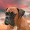 Painting2-boxer