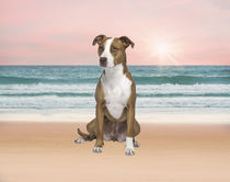 Pitbull Dog sitting on Beach von Sapan Patel