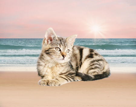 Cat-beach
