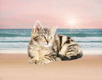 Cat Sitting on Beach von Sapan Patel