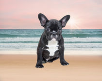 French Bulldog sitting on beach.  by Sapan Patel