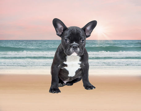 French-bulldog-beach