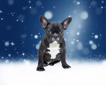 Cute French Bulldog Puppy Sitting in Snow Flakes Stars by Sapan Patel