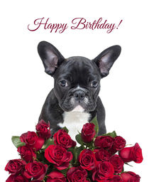 French Bulldog wishing Birthday with roses by Sapan Patel