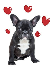 French Bulldog with Red Flying Hearts by Sapan Patel
