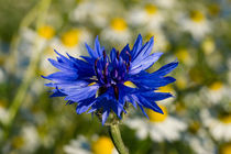 Die blaue Blüte der Kornblume im Kamillenfeld von Ronald Nickel