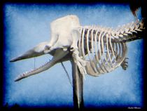 Whale Skeleton von Sandra  Vollmann