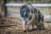 Piggy 9730M.jpg by Mario Fichtner