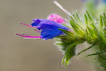 Die Blüte des Blauen Natternkopf von Ronald Nickel