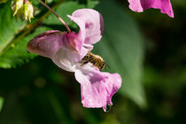 Blüte des Drüsigen Springkrauts mit Biene von Ronald Nickel