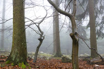 Mystischen Nebelwald von Ronald Nickel