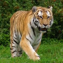 Tiger von kattobello