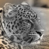 Nostalgie Leopard von kattobello