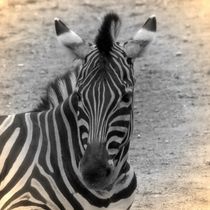 Nostalgie Zebra von kattobello