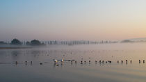 Morgennebel am Bodensee by Christine Horn