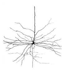 Pyramidal Cell in Cerebral Cortex, Cajal by sciencesource