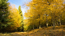 Laub und Nadelbäume zieren den Herbst by Ronald Nickel
