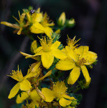 Die gelben Blüten des Johanniskraut by Ronald Nickel