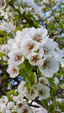 Birnenblüte von stephiii