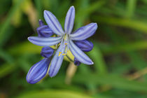 Blaue Blume von stephiii