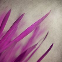 'Pink Blades' by Priska  Wettstein