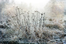 Winter Magic by Randi Grace Nilsberg