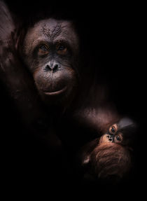 Orang - Utan mit Baby  von Stefan Mosert