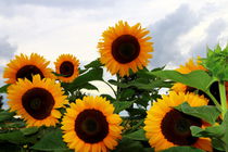 Sonnenblumen von Heinz E. Hornecker