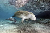 Karibik-Manati oder Nagel-Manati (Trichechus manatus), Muttertier, Kuh mit Kalb | West Indian manatee or Sea Cow (Trichechus manatus), Mother animal, cow with calf by Norbert Probst