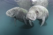 Zwei Karibik-Manati oder Nagel-Manati (Trichechus manatus) | Two West Indian manatee or Sea Cow (Trichechus manatus) by Norbert Probst