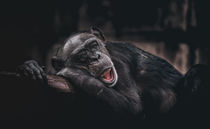 Schimpanse von Stefan Mosert