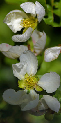  Quittenblüte - Quince blossom in the afternoon sun by Chris Berger