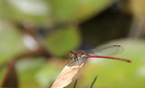 Red Dragonfly by Peggy Graßler