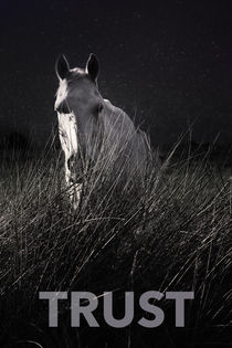 TRUST WHITE HORSE STAR NIGHT by Max Nemo Mertens
