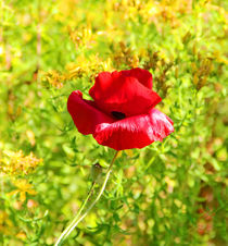 Yellow behind the red Poppy by Wilma Overwijn-Beekman
