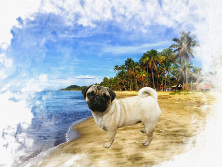 Pug-on-beach
