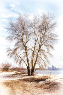 Tree close to  the Dnieper river in winter von maxal-tamor