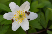 Flohkäfer tummeln sich auf der weißen Blüte der Anemone by Ronald Nickel