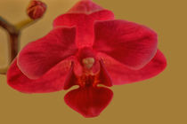 rote Orchideenblüte von Gisela Peter