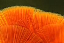 orange Malerpinsel  von Gisela Peter
