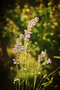 Lavendel - Blüten von Claudia Evans
