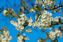 Kirschblüten vor blauem Himmel by Bernhard Kaiser